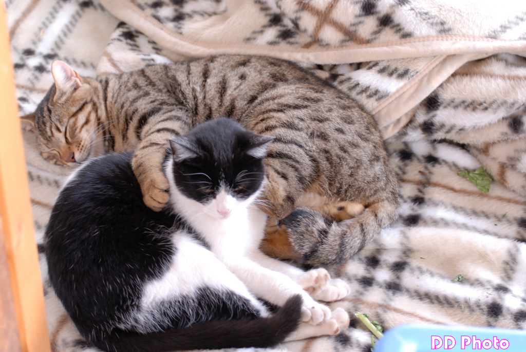 22_DSC_8506s.jpg