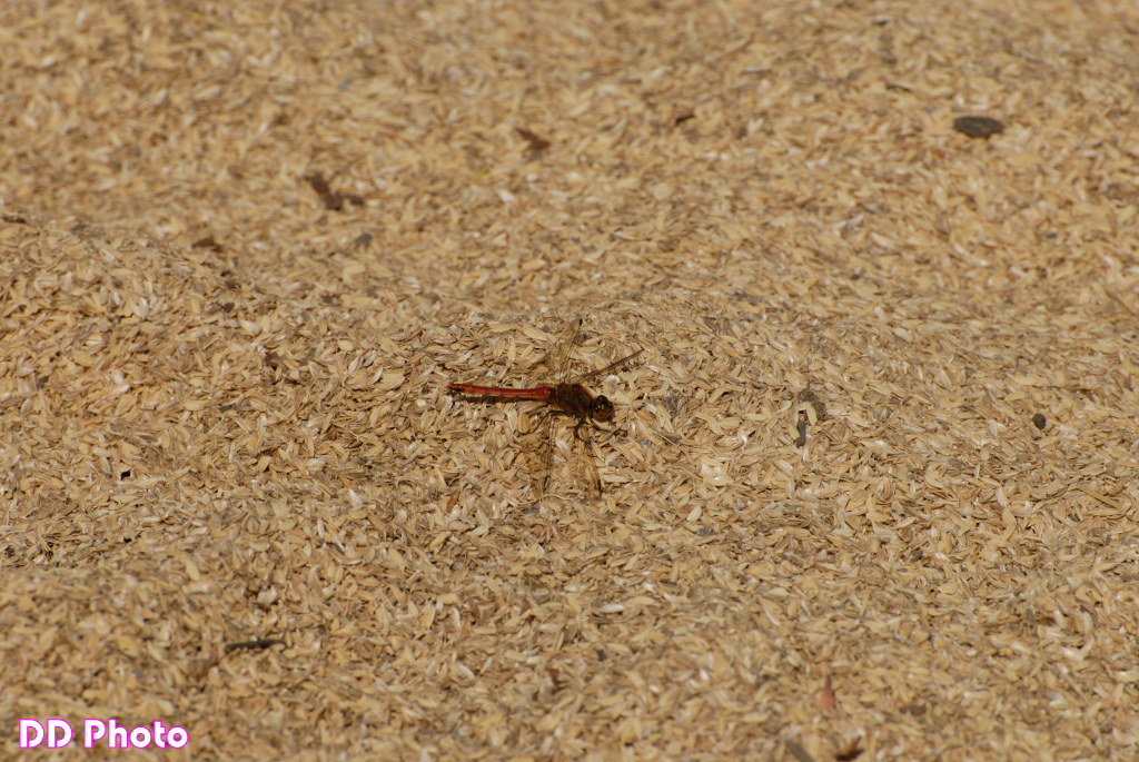 34_DSC_8445s.jpg