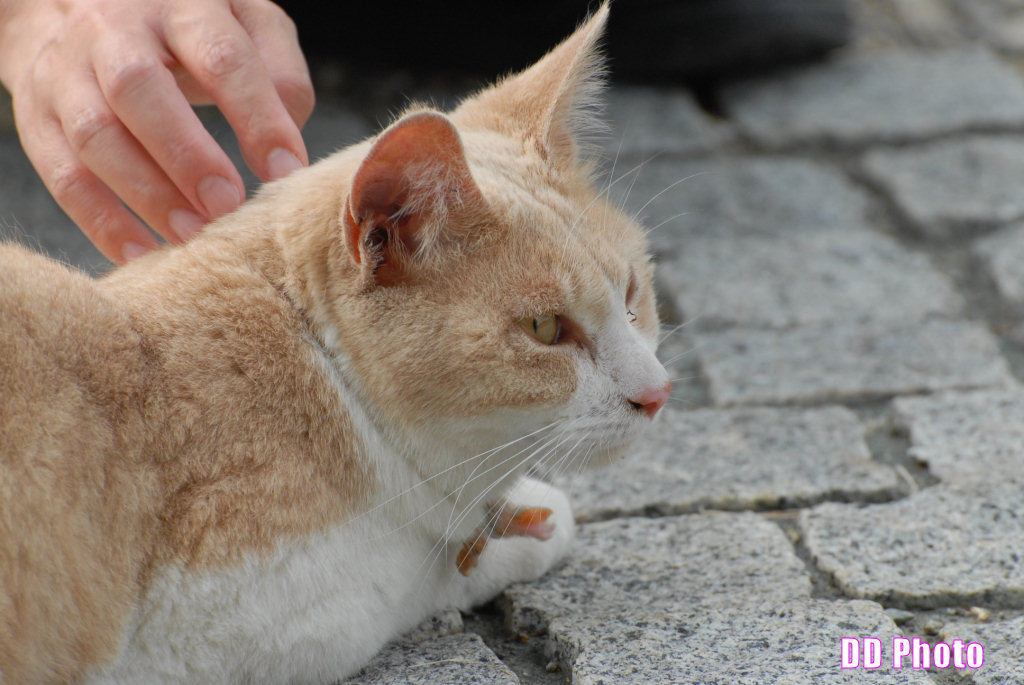 DSC_1197.JPG