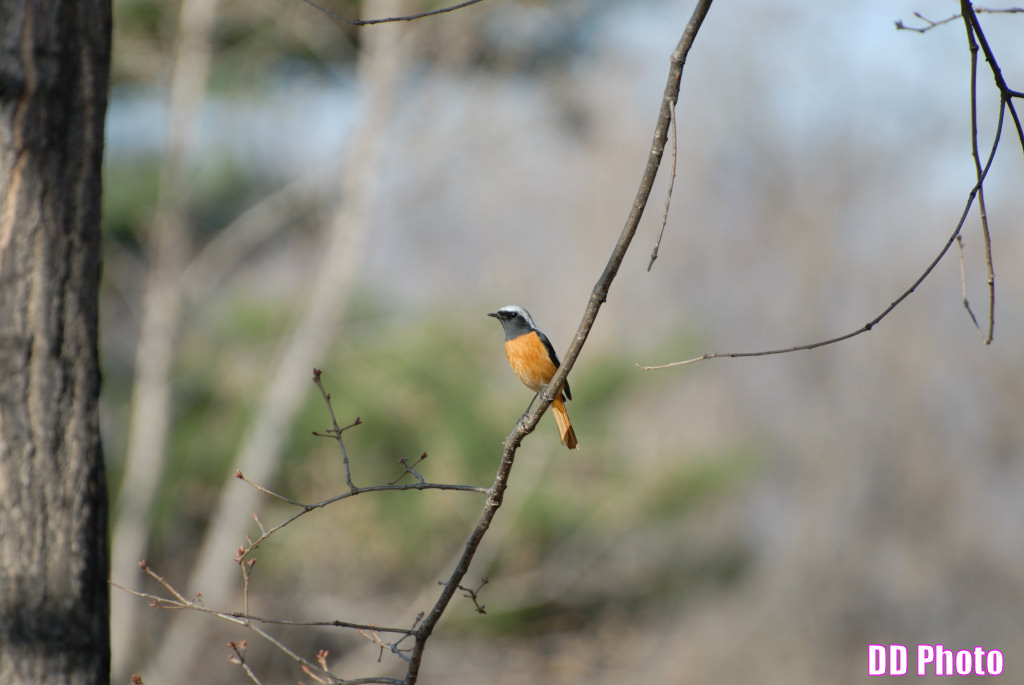 DSC_9881s.jpg