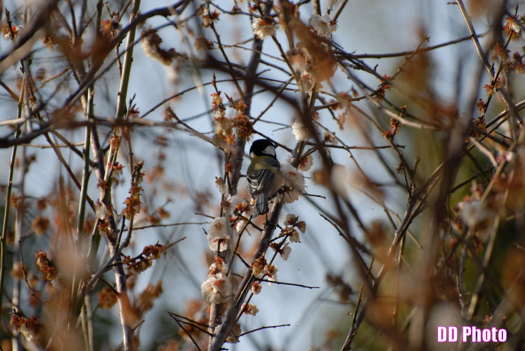 DSC_9895s.jpg