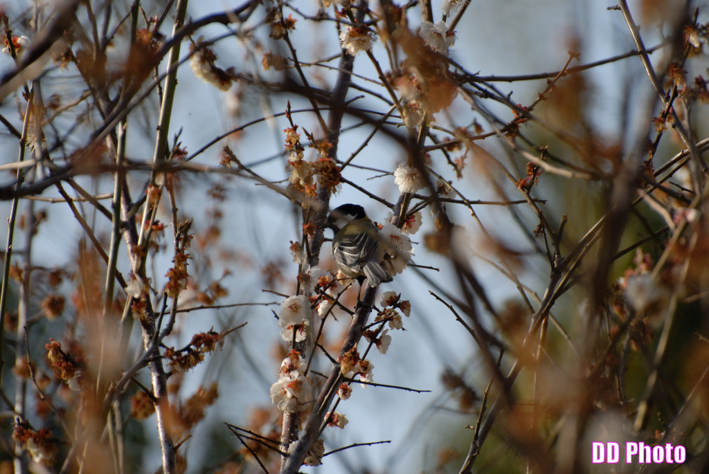 DSC_9898s.jpg