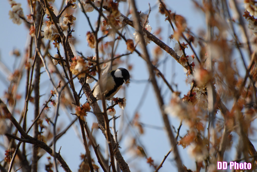DSC_9904s.jpg