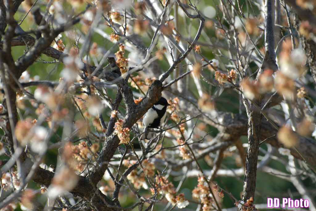 DSC_9913s.jpg