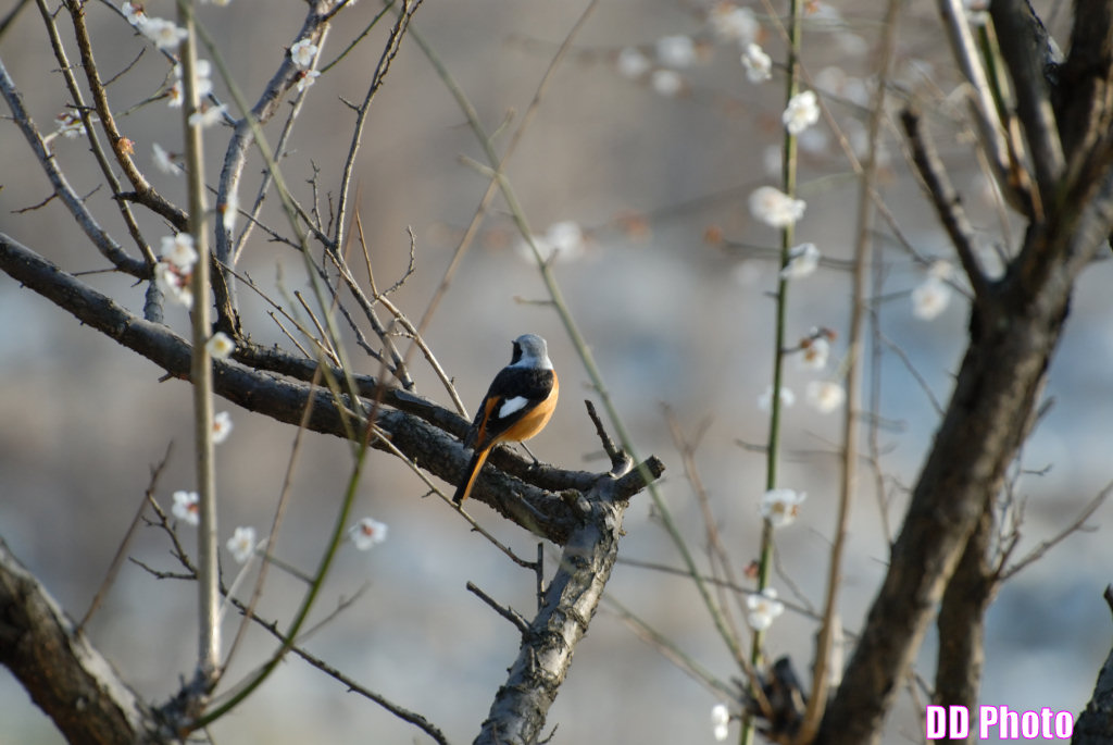 DSC_9919s.jpg