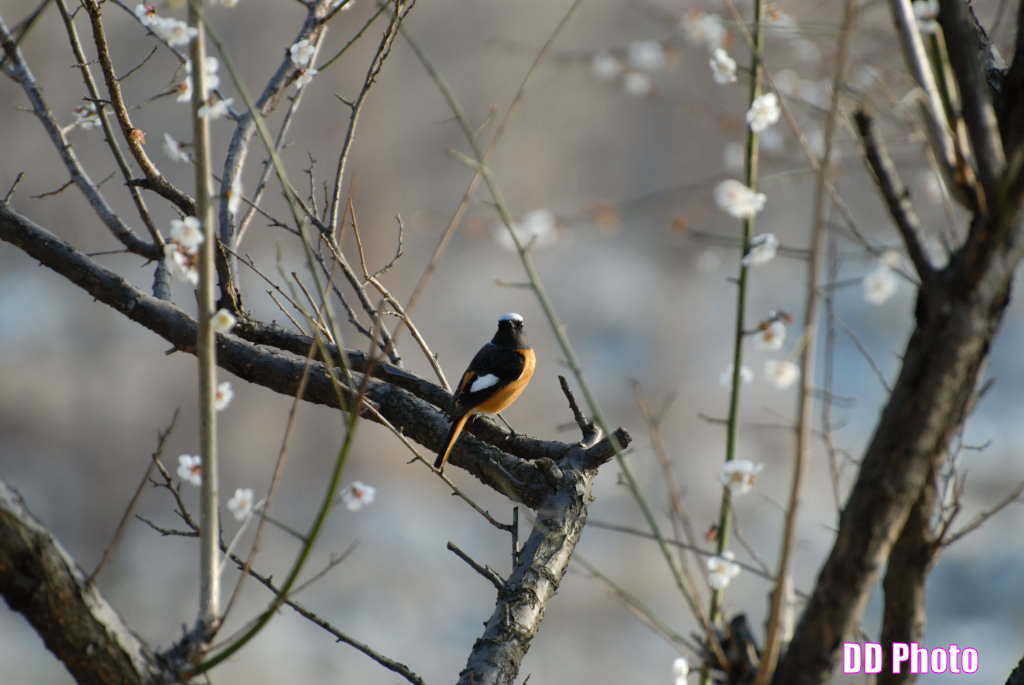 DSC_9928s.jpg