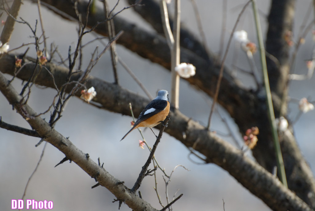 DSC_9932s.jpg