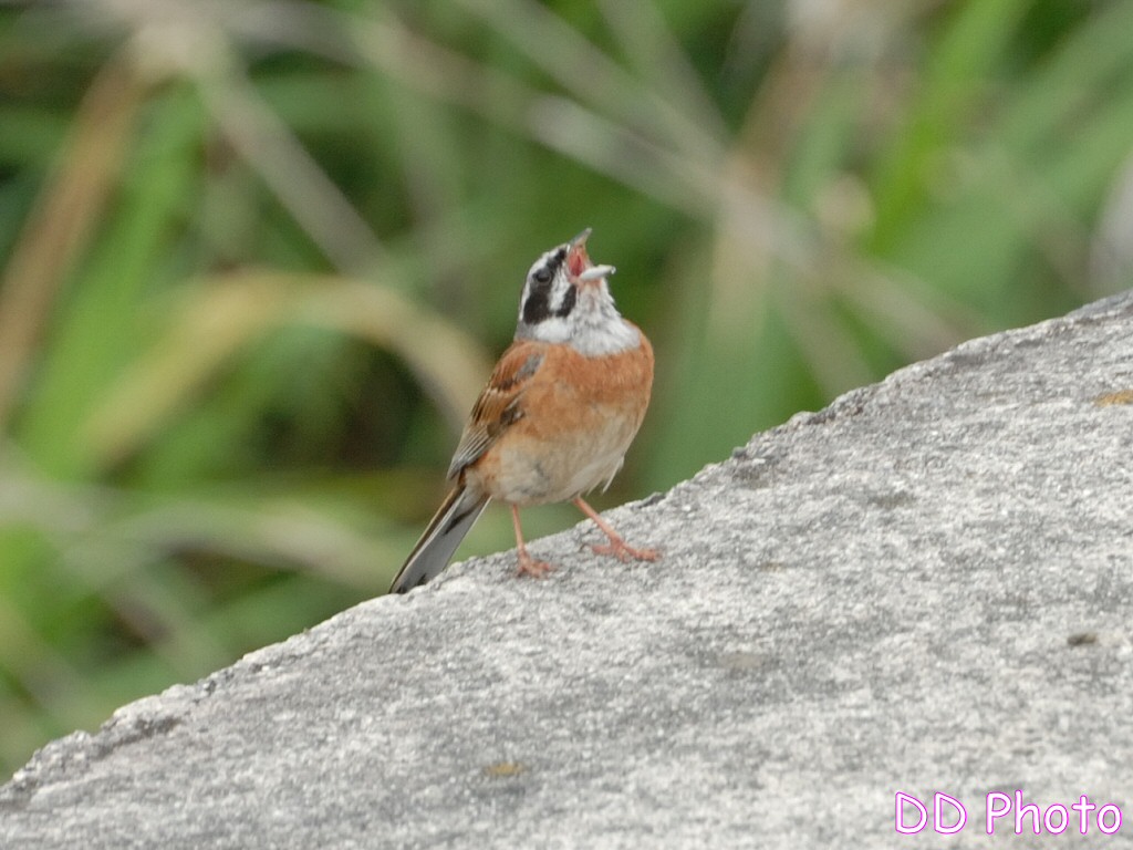 DSC_5371s.jpg