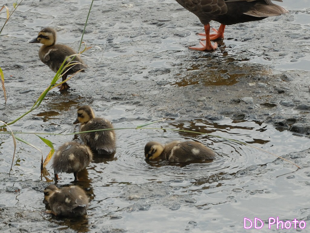 DSC_5394s.jpg