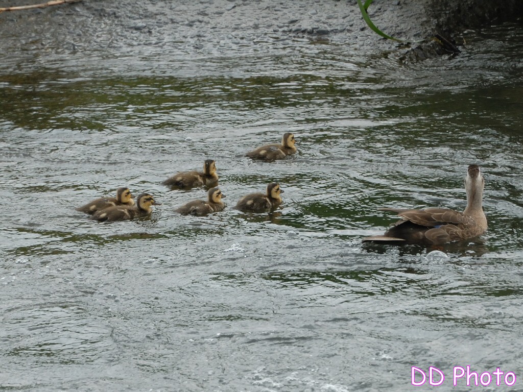 DSC_5422s.jpg