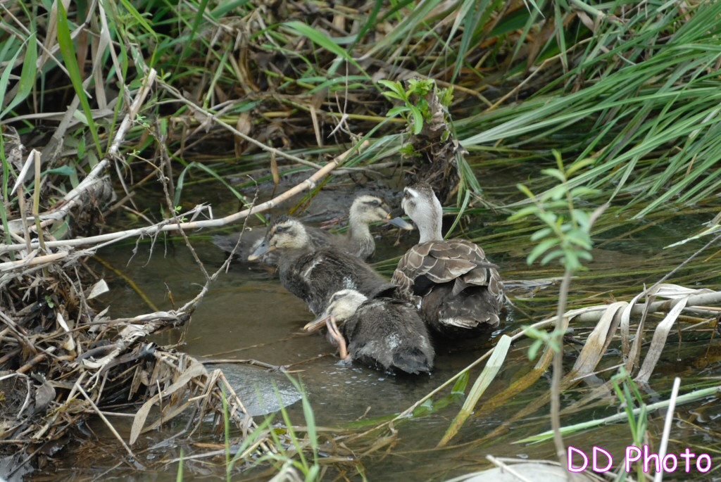 DSC_5444s.jpg