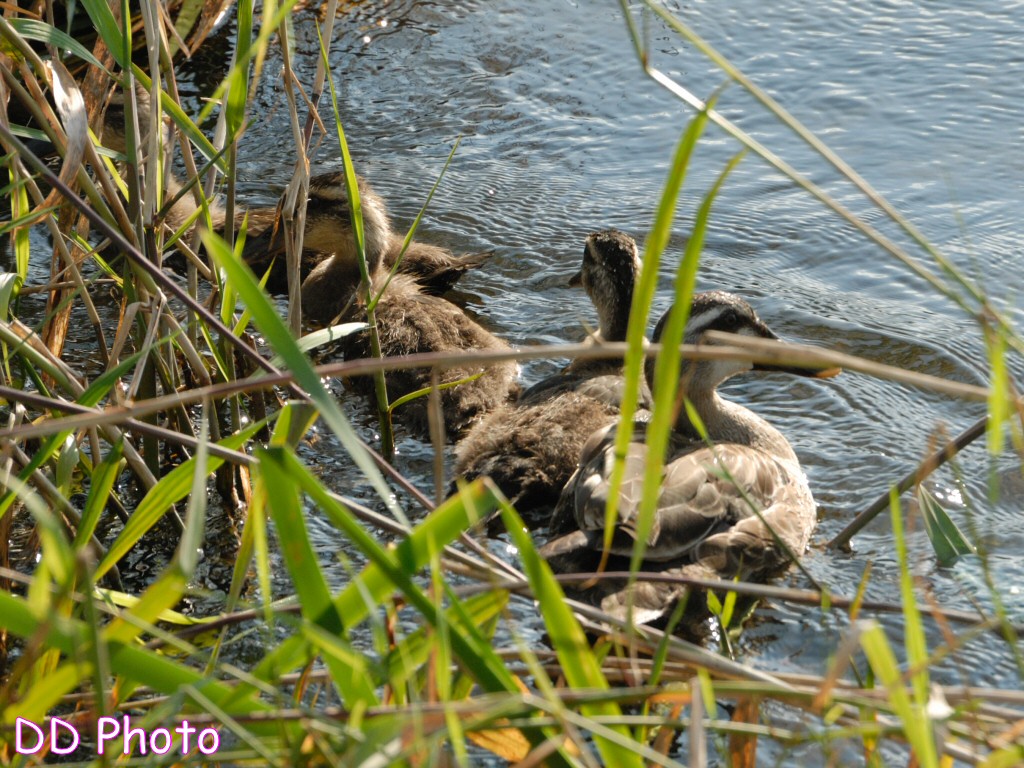 DSC_5475s.jpg