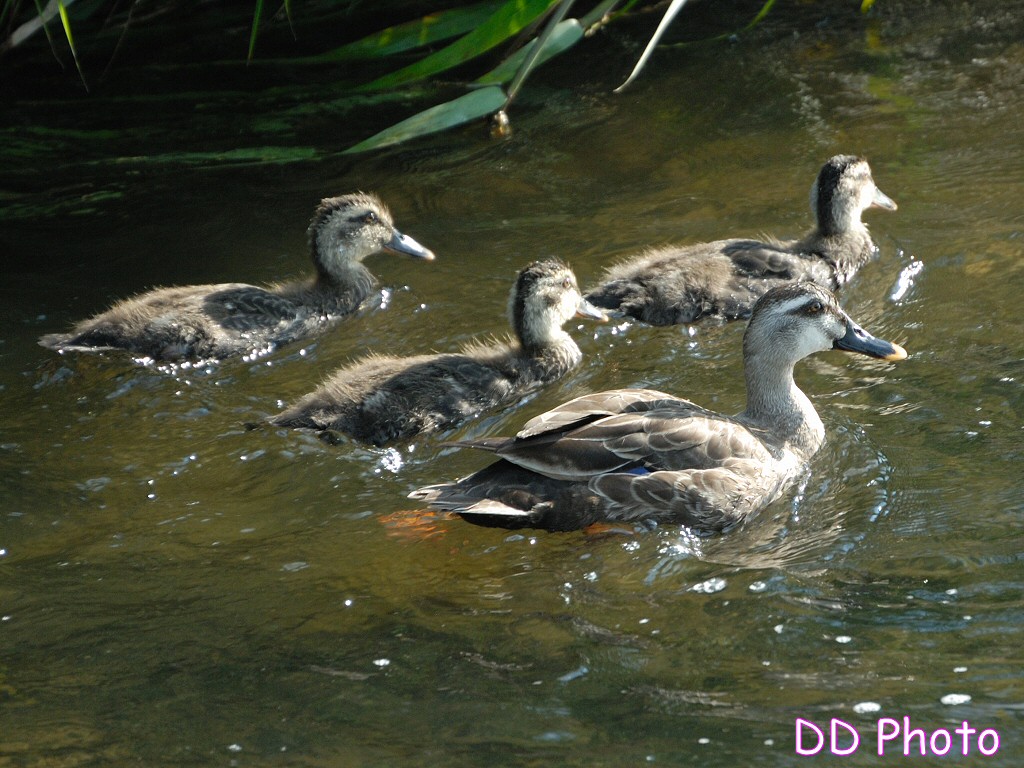 DSC_5488s.jpg