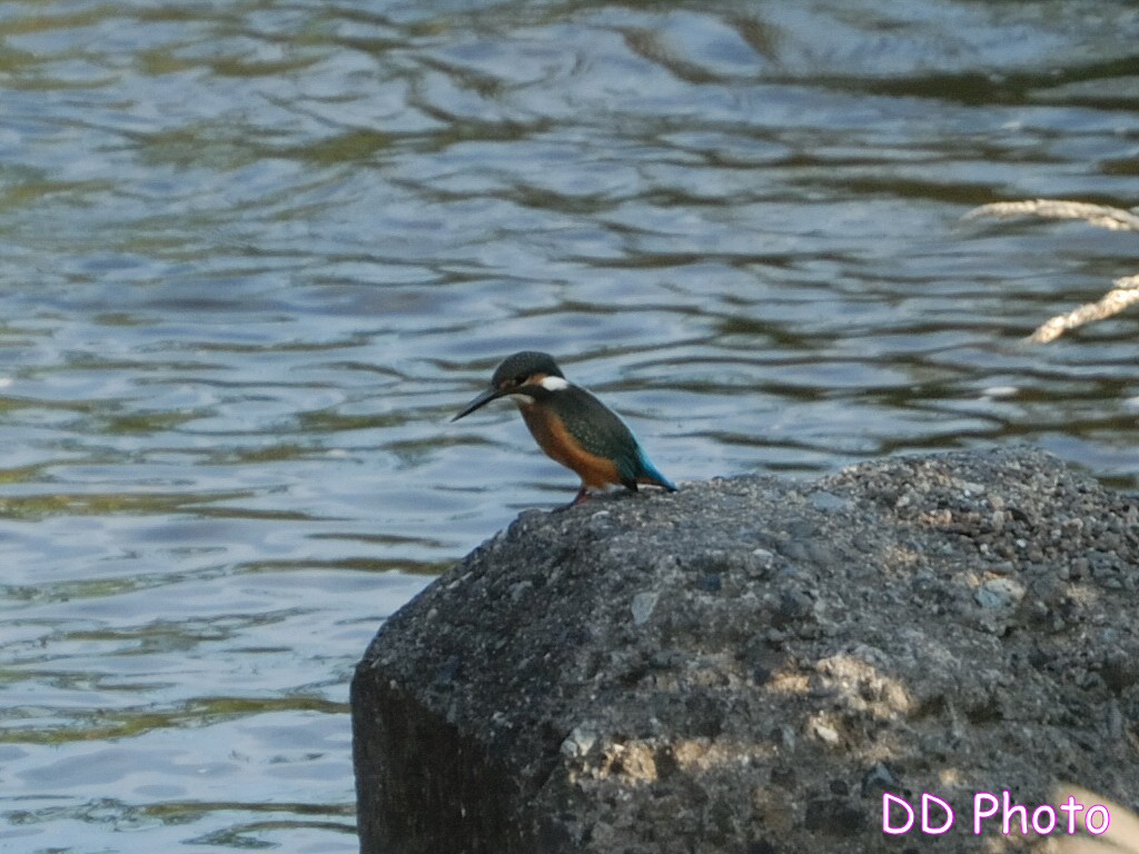 DSC_5515s.jpg