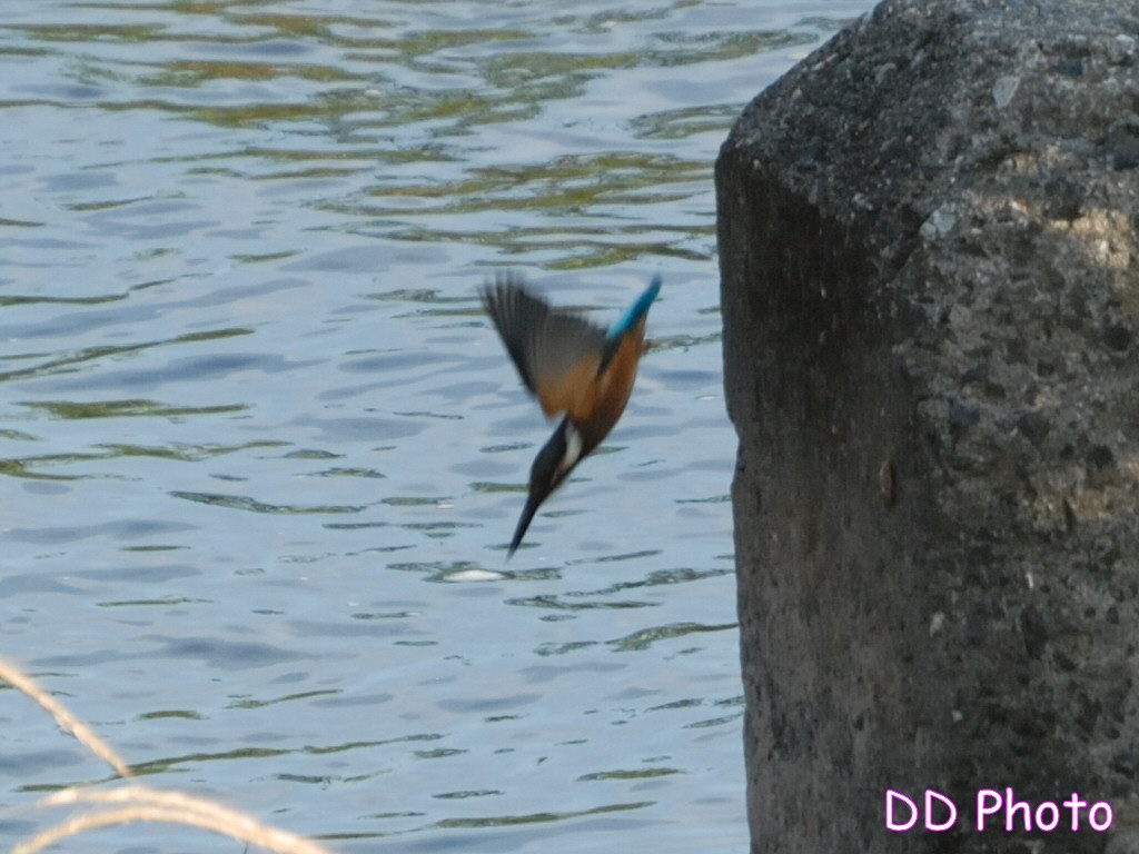 DSC_5520s.jpg