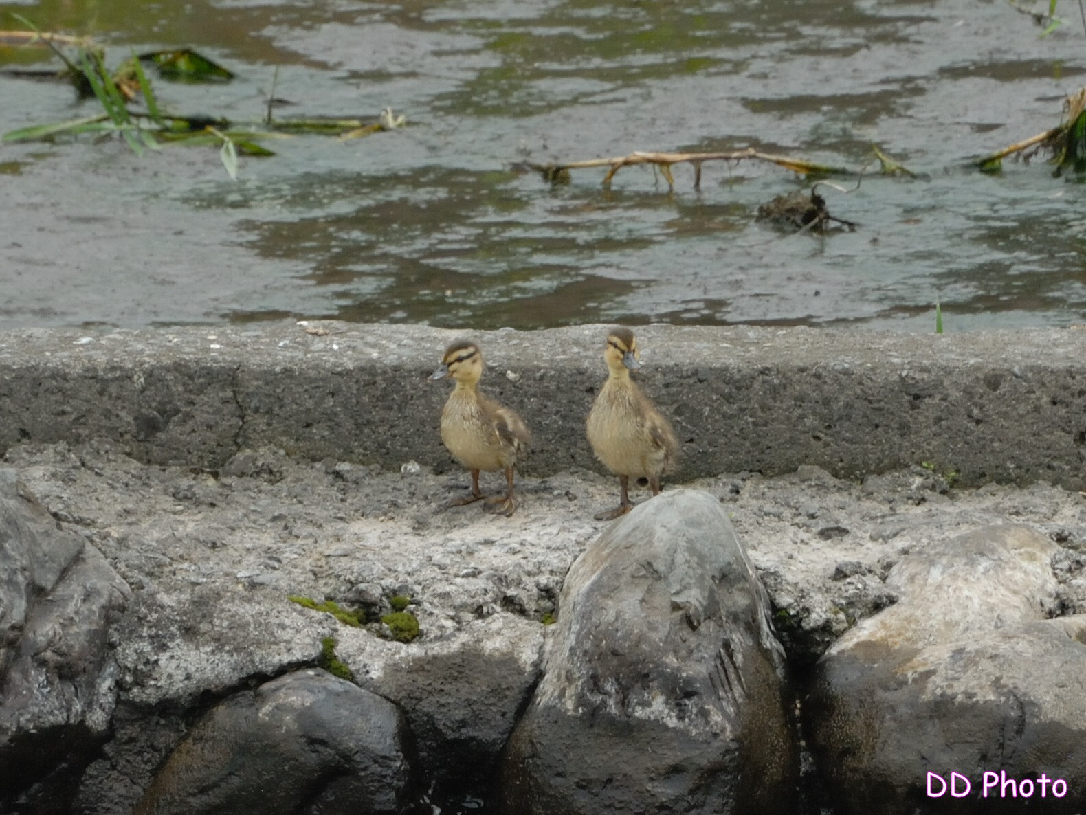 DSC_5555s.jpg