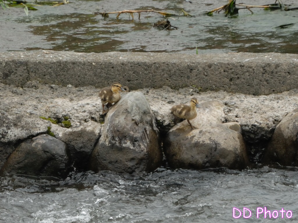 DSC_5559s.jpg