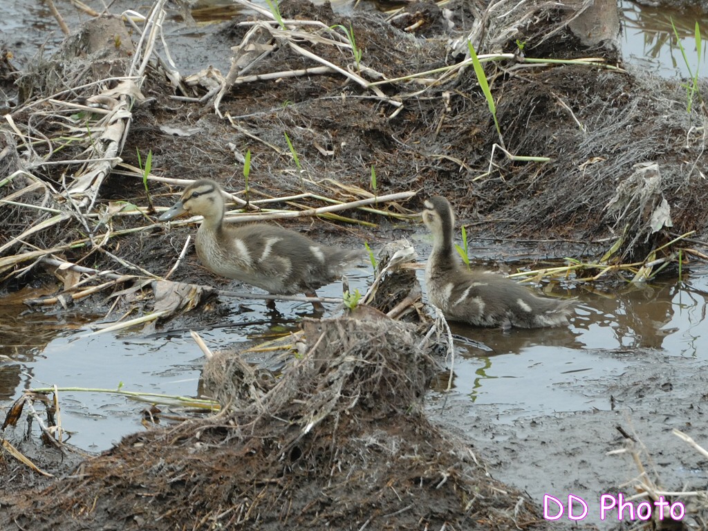 DSC_5577s.jpg