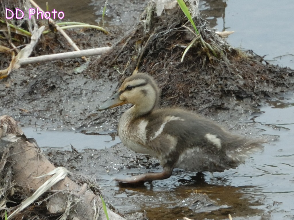 DSC_5589s.jpg