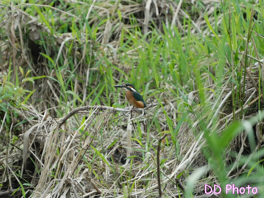 DSC_5605s.jpg