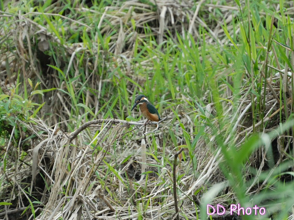 DSC_5609s.jpg
