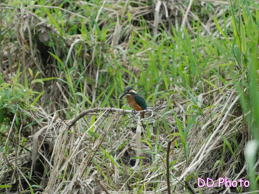 DSC_5615s.jpg