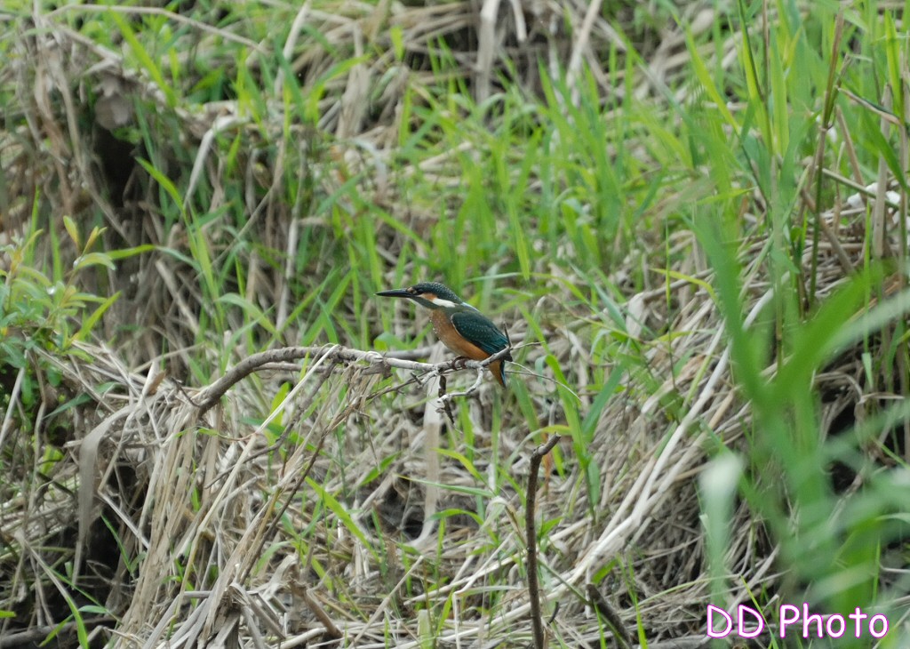 DSC_5618s.jpg