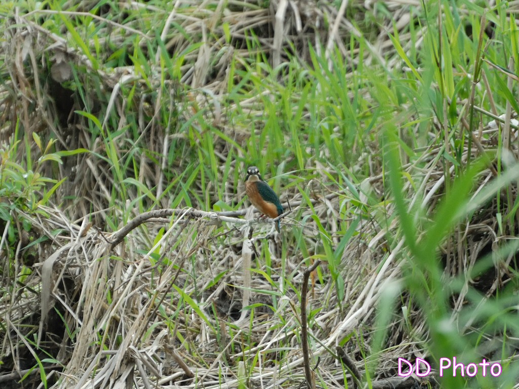 DSC_5624ss.jpg