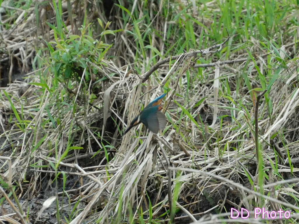 DSC_5645s.jpg