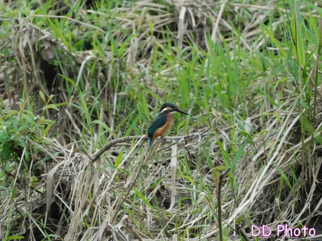 DSC_5649s.jpg