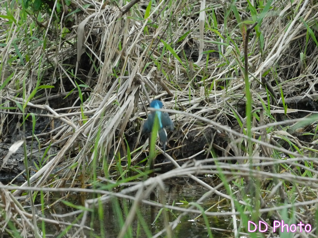 DSC_5652s.jpg