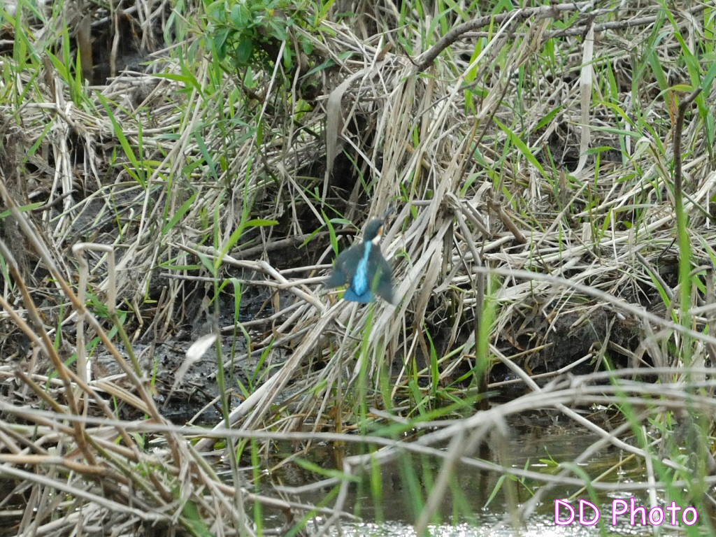 DSC_5654s.jpg