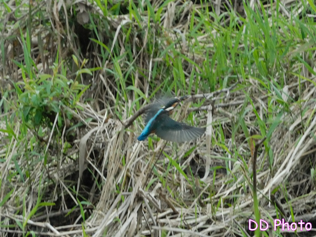 DSC_5655s.jpg