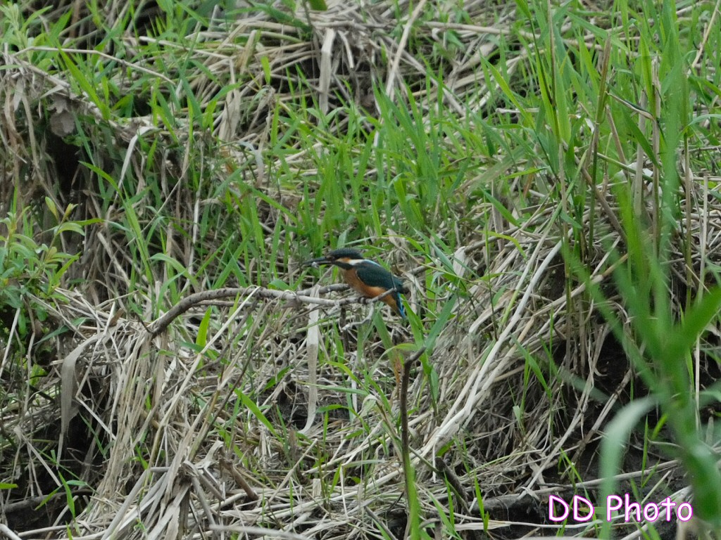 DSC_5665s.jpg