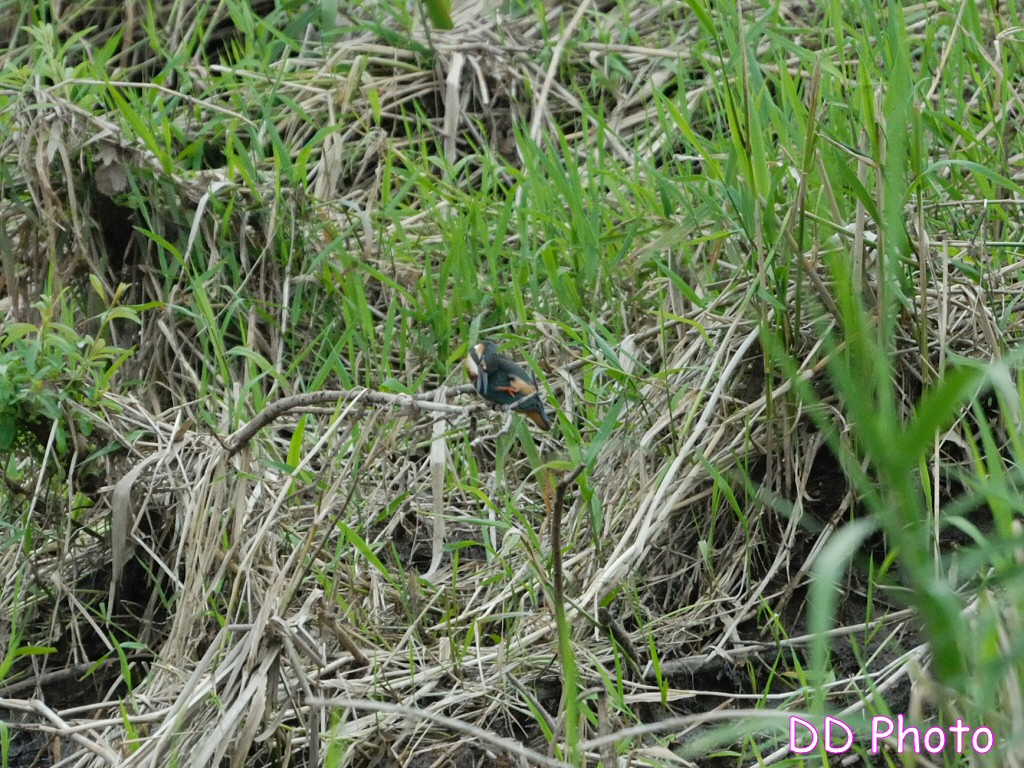 DSC_5671s.jpg