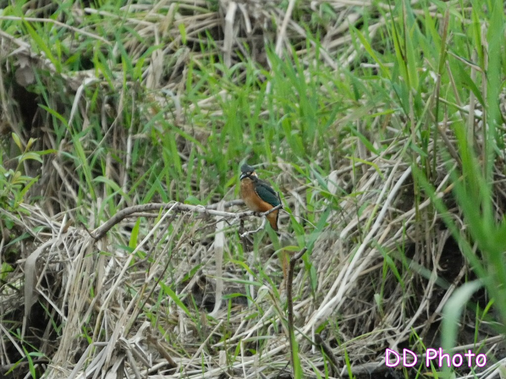 DSC_5672s.jpg