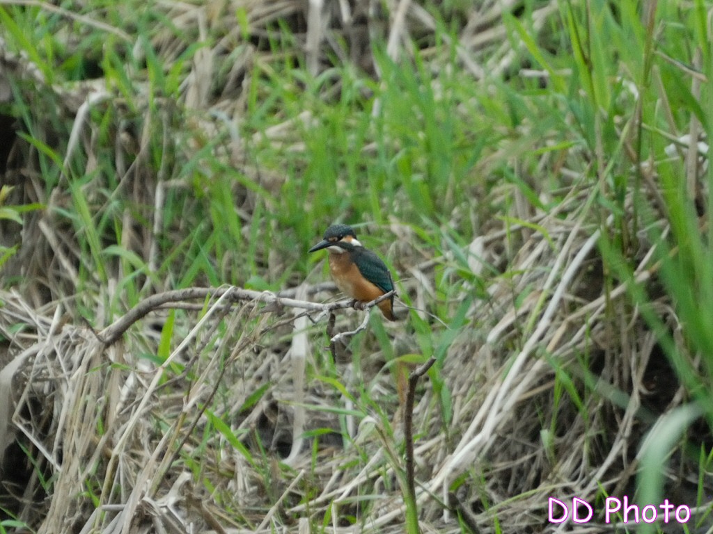 DSC_5677s.jpg