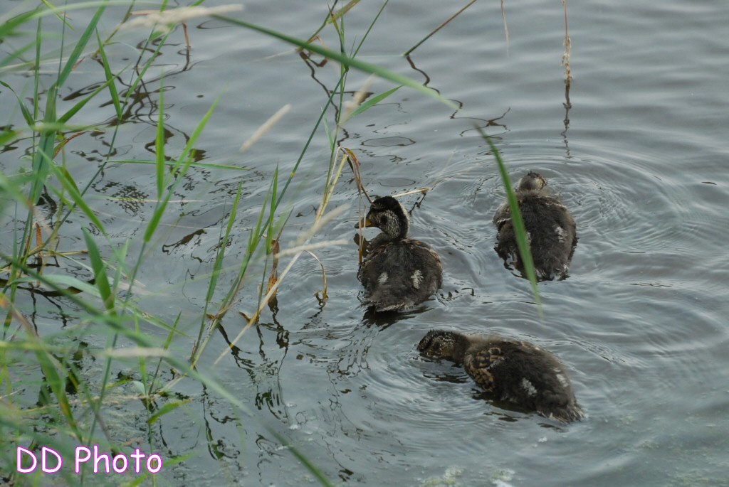 DSC_5682s.jpg
