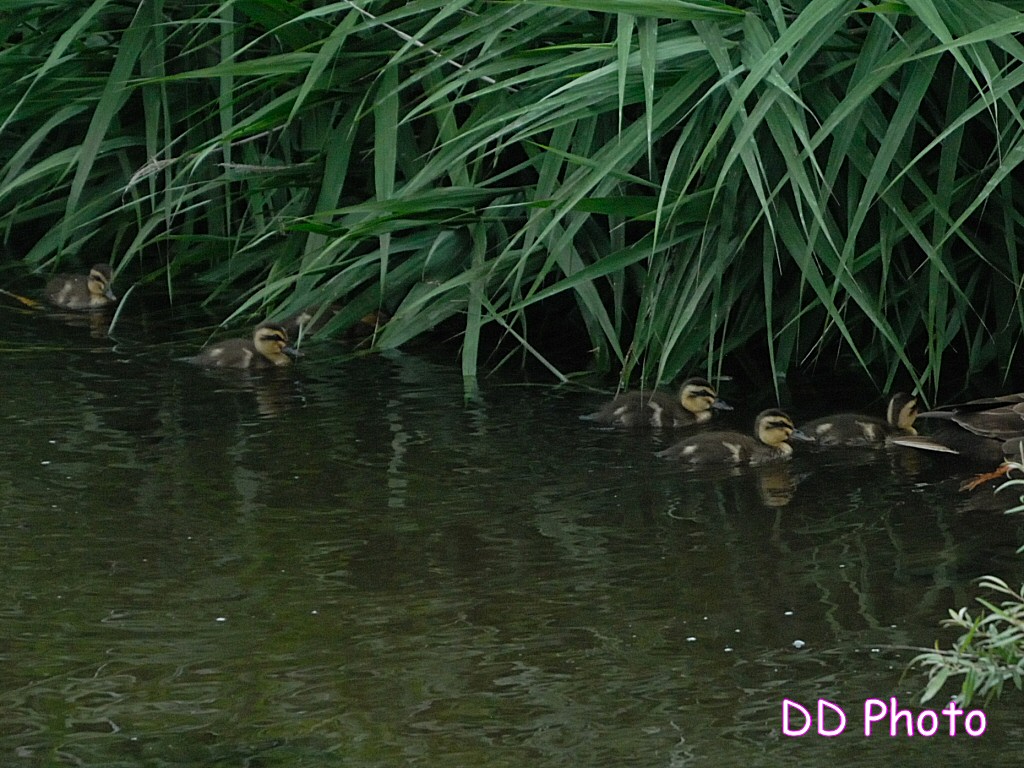 DSC_5687s.jpg