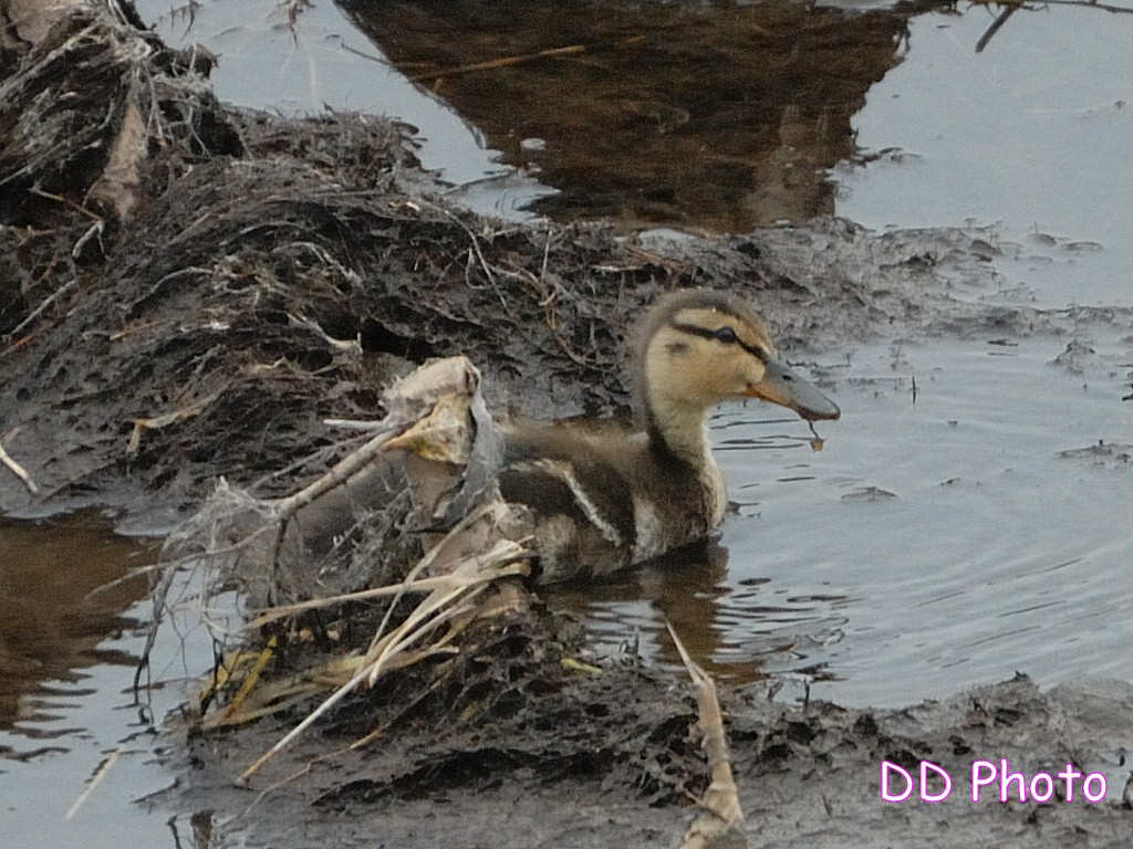DSC_5689s.jpg