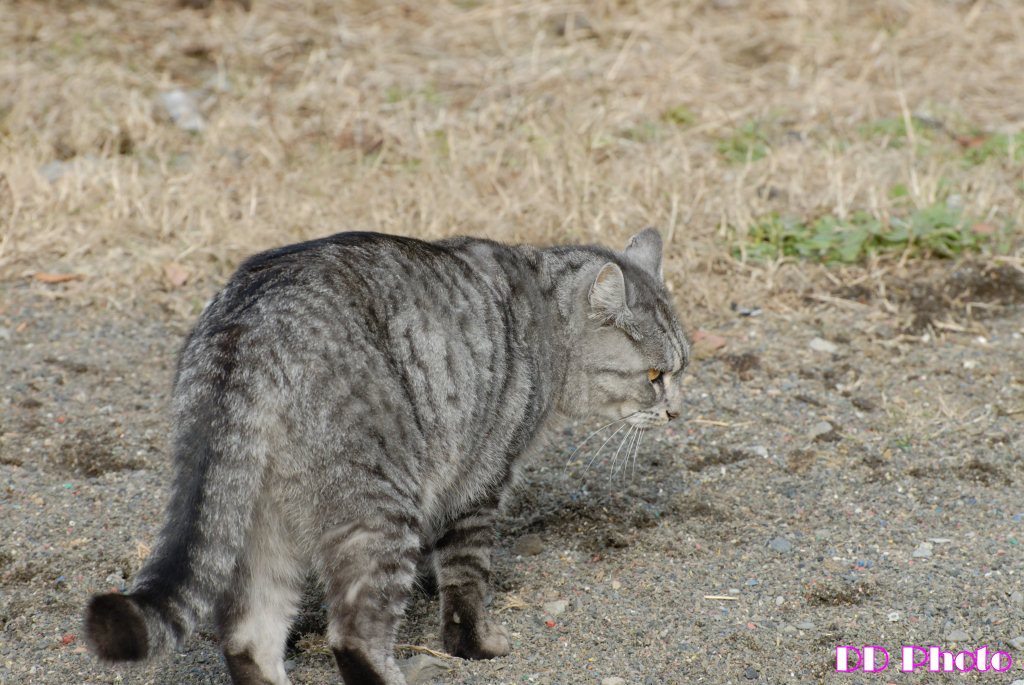 DSC_9206s.jpg