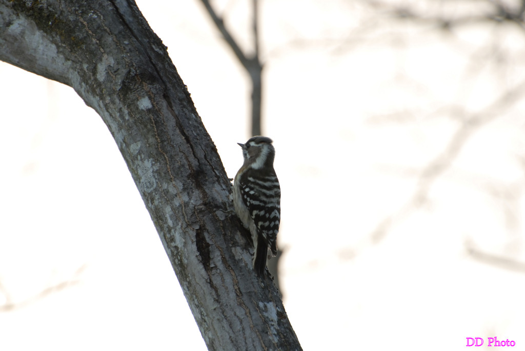 07-DSC_8453.jpg