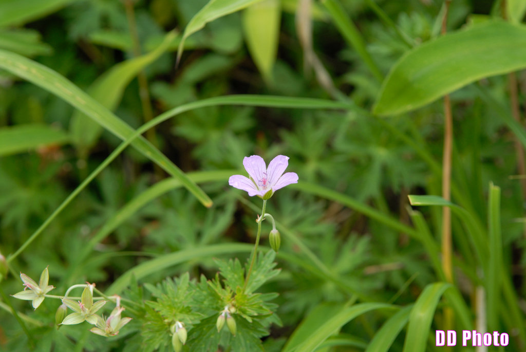 DSC_2404.jpg