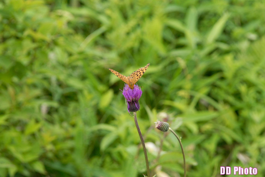 DSC_2407.jpg