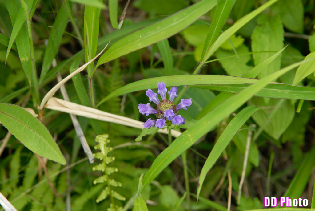 DSC_2410.jpg