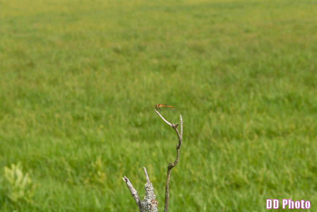 DSC_2423.jpg