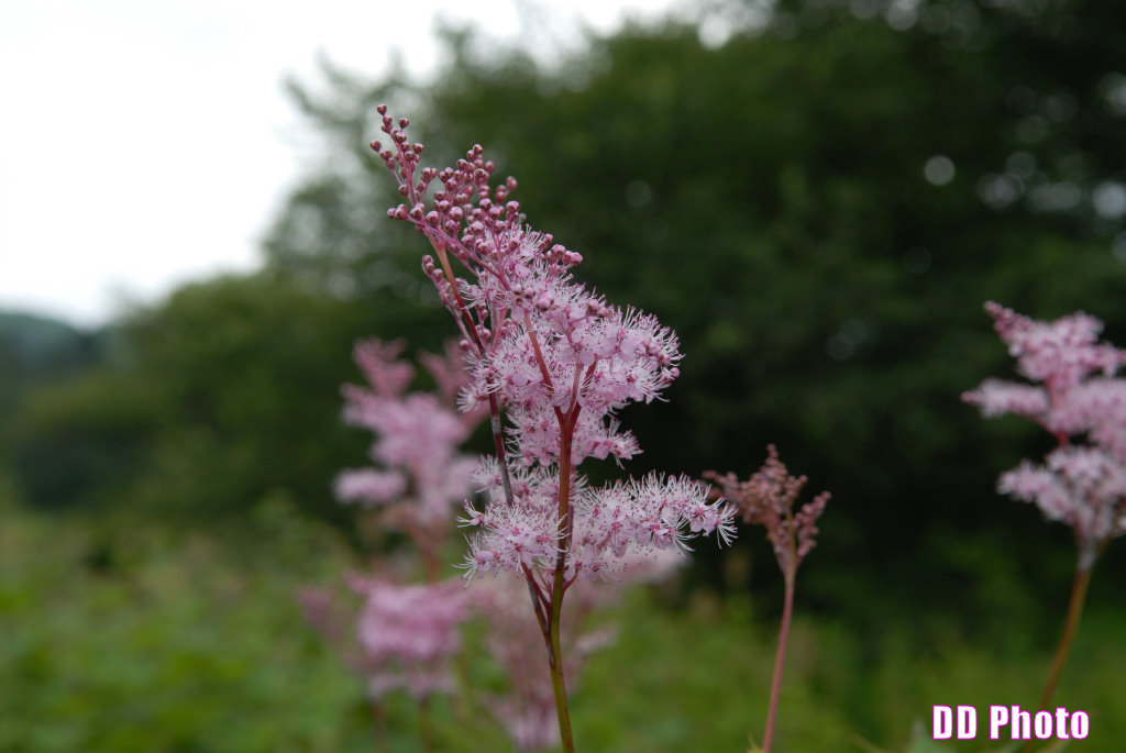 DSC_2441.jpg