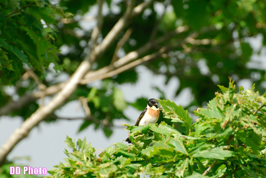 DSC_2470.jpg