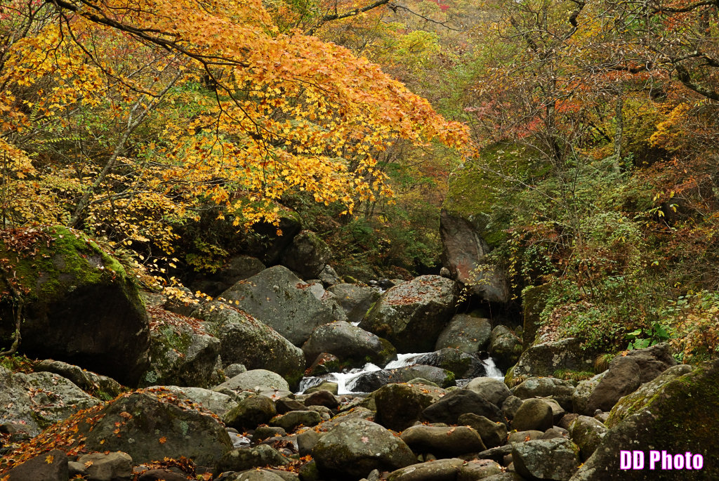 DSC_5094_s.jpg