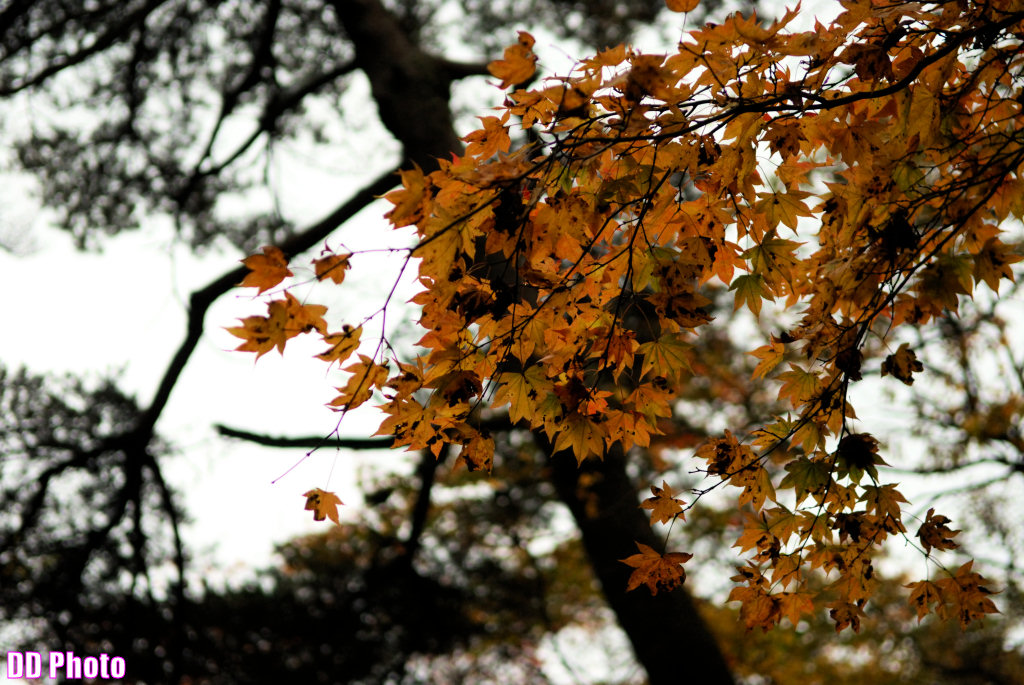 DSC_5106_s.jpg